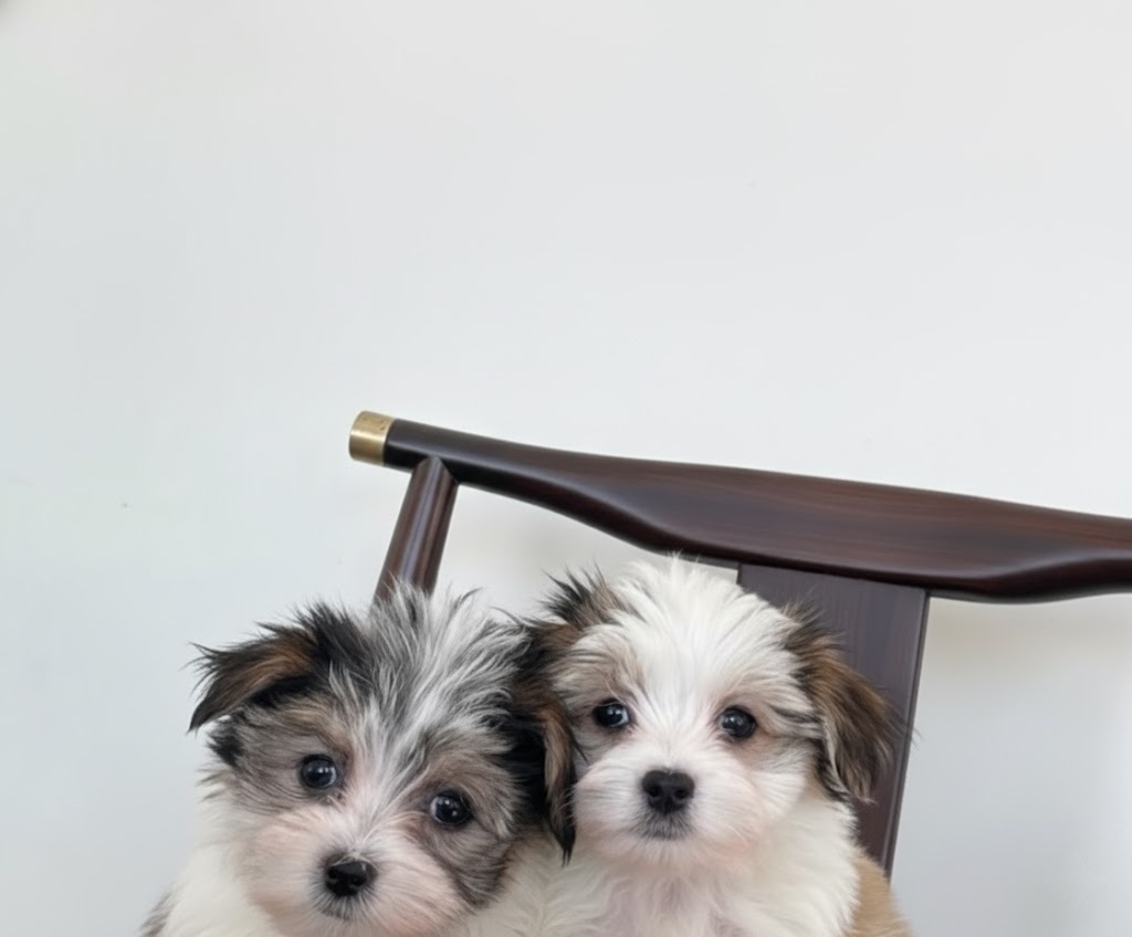 Pet-Friendly Stays & Adventures in Dallas, Texas