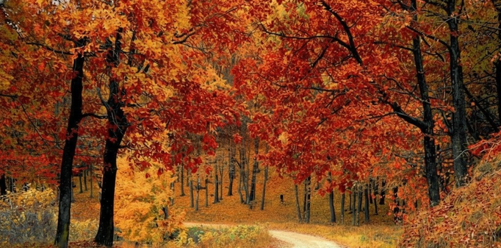 The Ultimate Minneapolis Fall Getaway: Why Minnesota is a Hidden Autumn Paradise 🍁